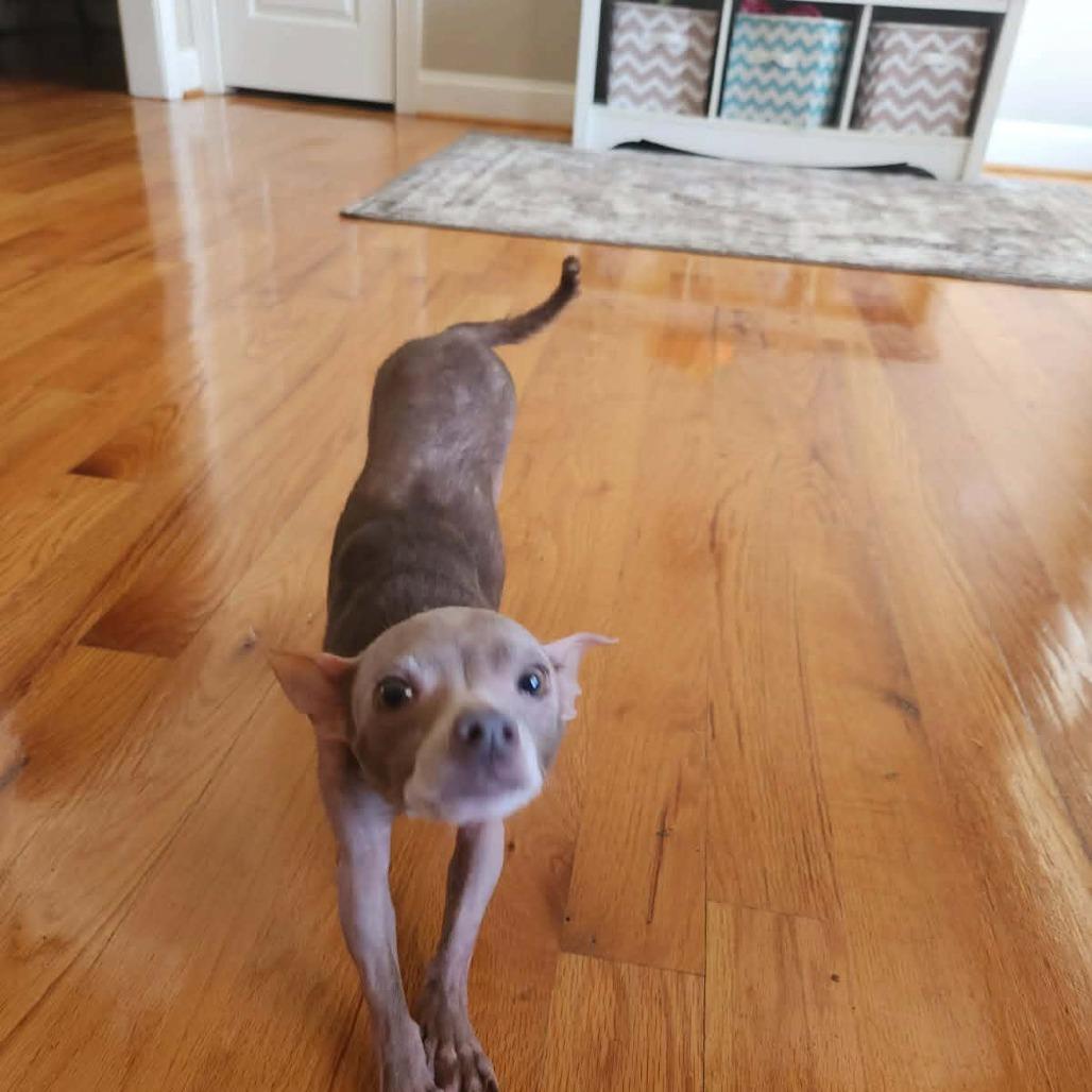 Enlarge Sophie, a Adoptable mixed breed in Smithfield, NC image 2/4