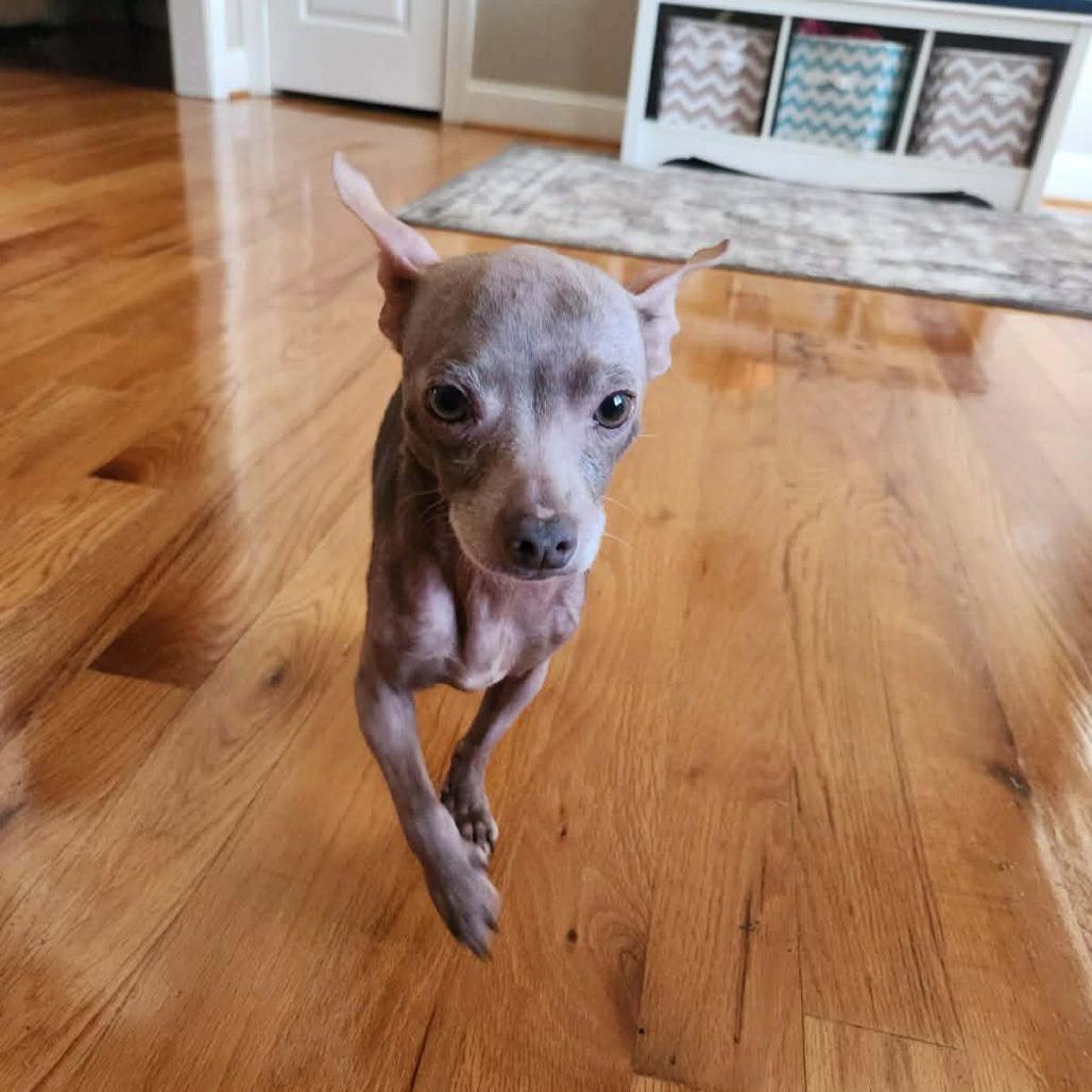 Enlarge Sophie, a Adoptable mixed breed in Smithfield, NC image 3/4