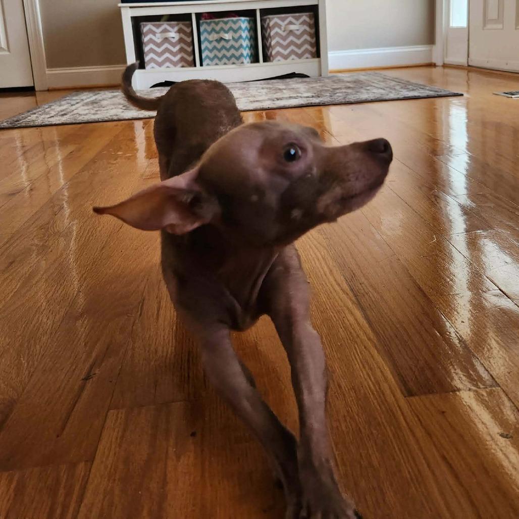 Enlarge Sophie, a Adoptable mixed breed in Smithfield, NC image 4/4