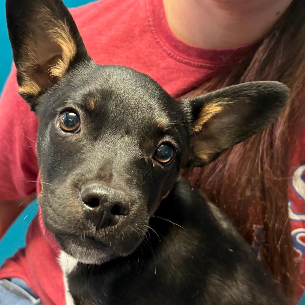 Enlarge Shadow, a Adoptable mixed breed in Kingman, KS image 1/2
