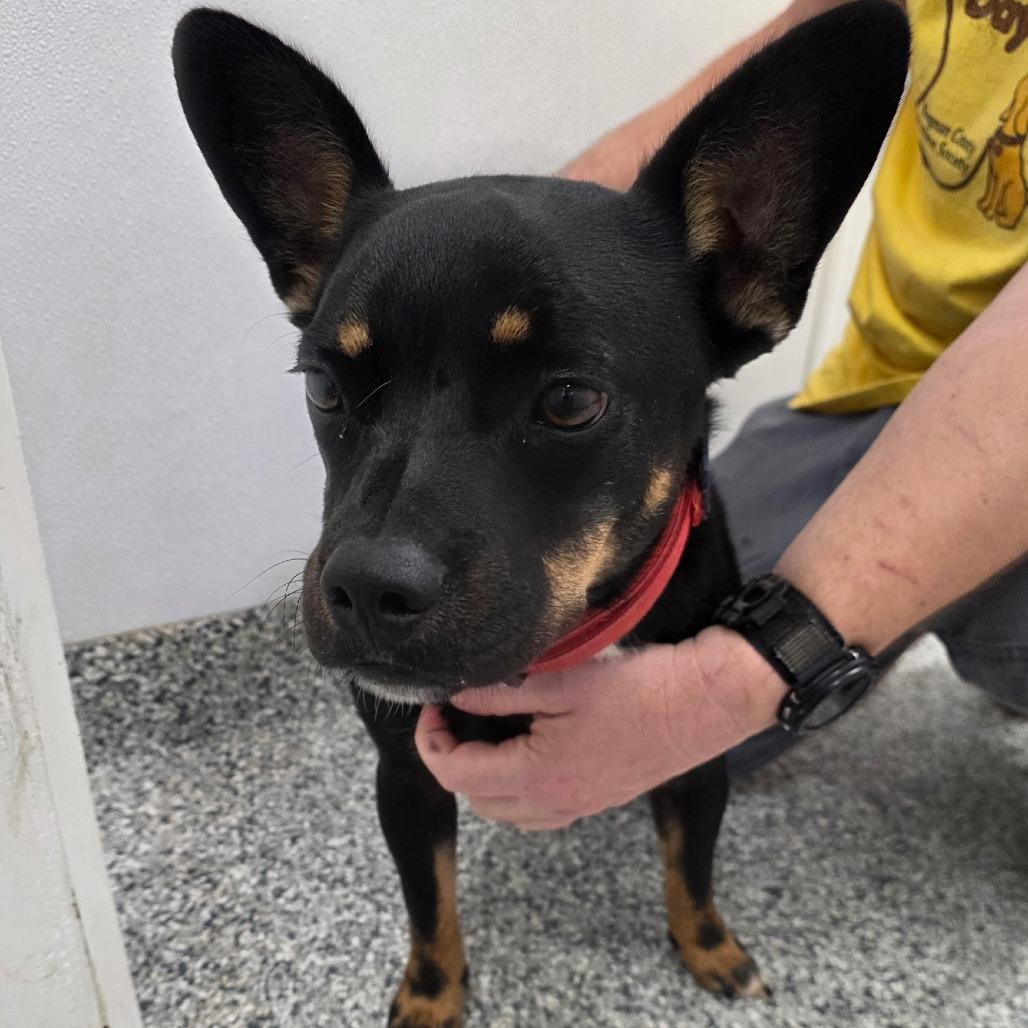 Enlarge Shadow, a Adoptable mixed breed in Kingman, KS image 2/2