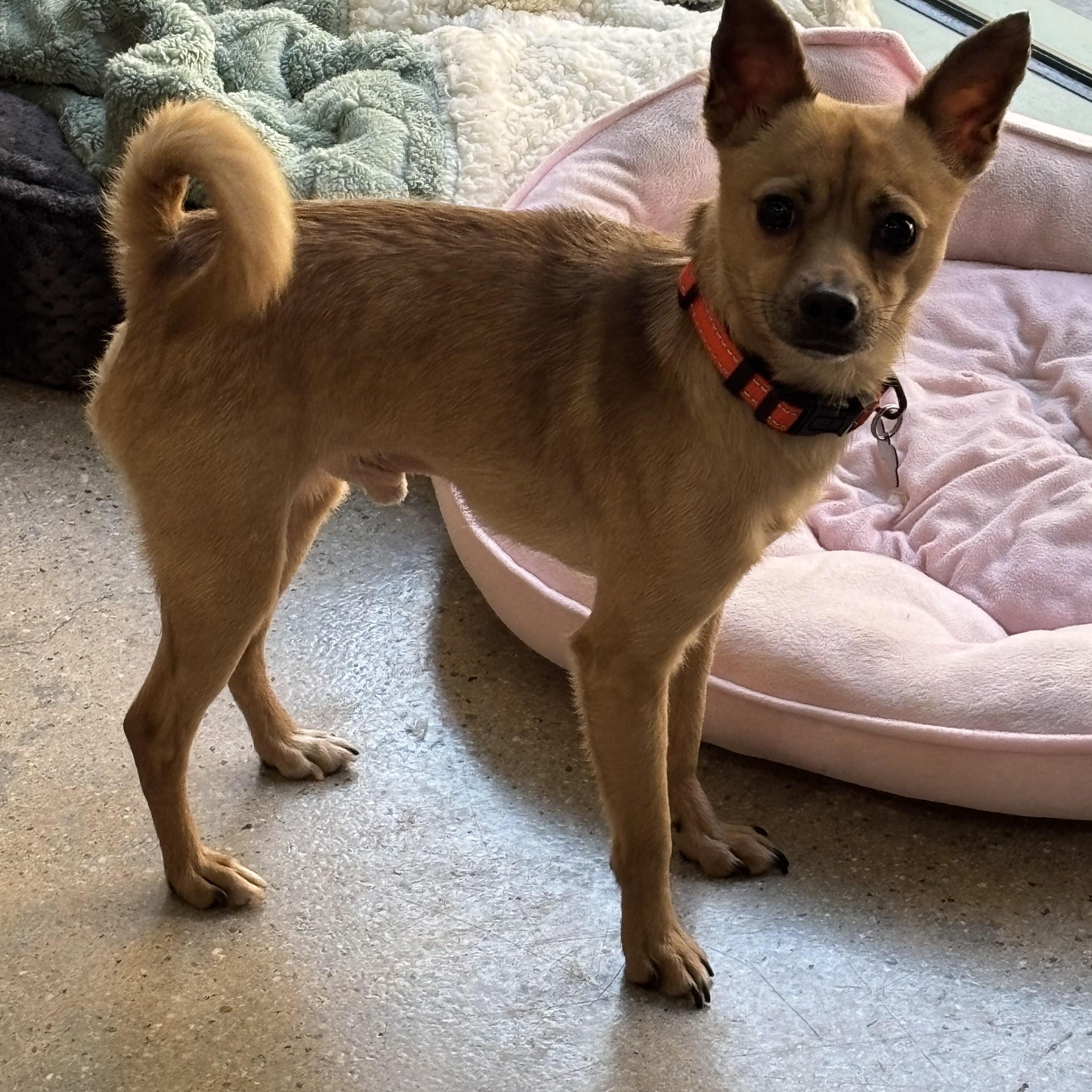 Enlarge Pete Rose, a ADOPTABLE Chihuahua in Thousand Oaks, CA image 2/2