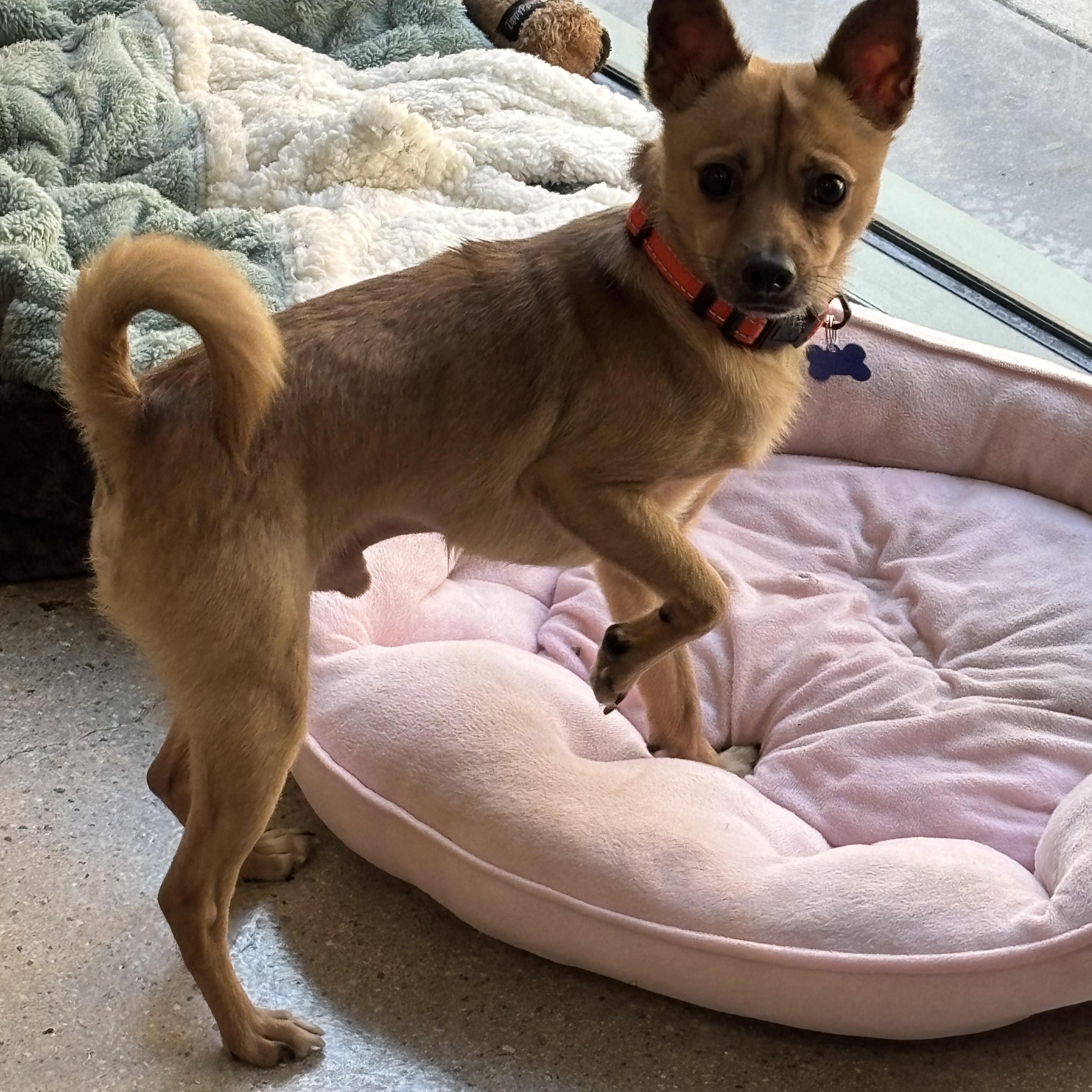 Pete Rose, ADOPTABLE, Young Male Chihuahua.
