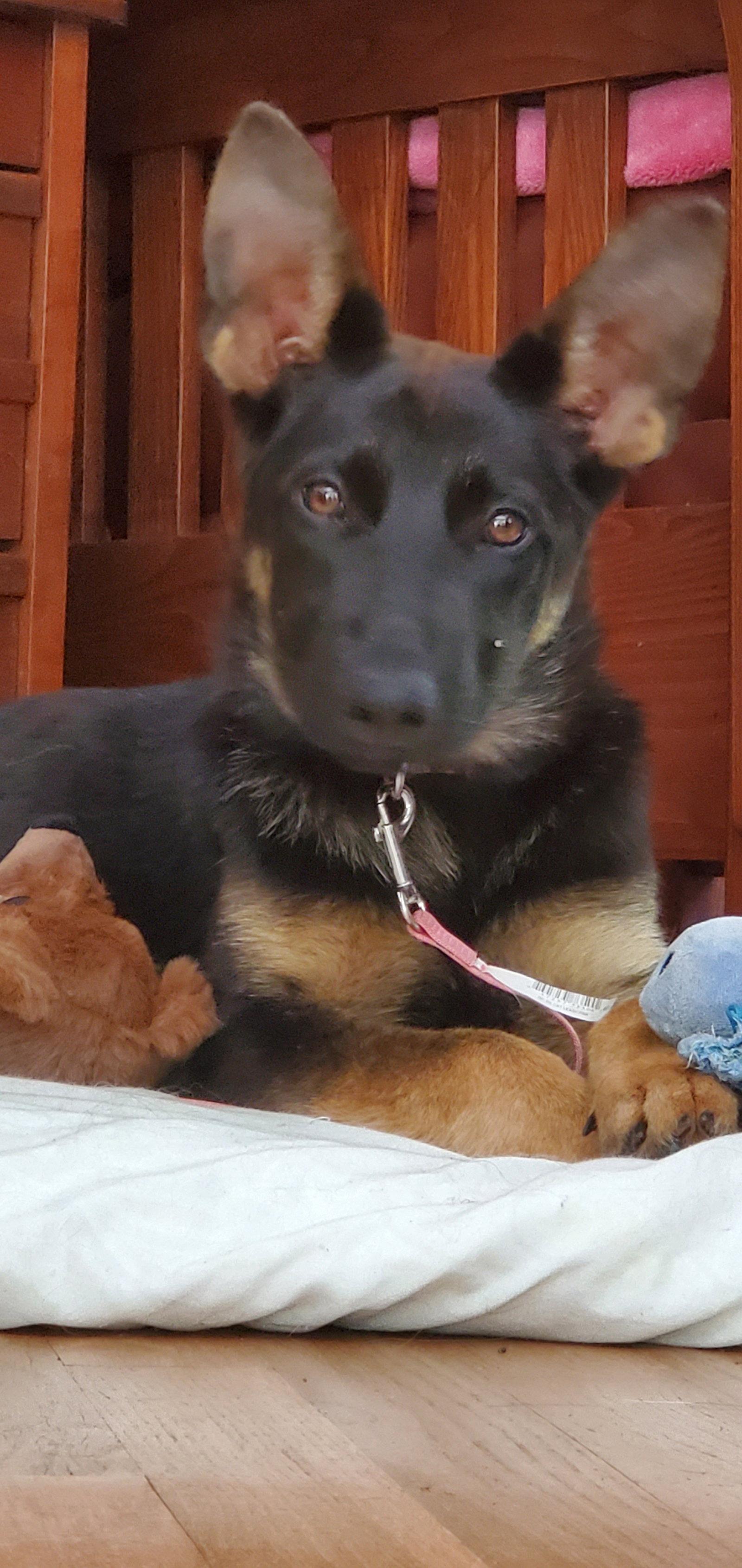 Enlarge Sage 7311, a Adoptable German Shepherd Dog in Centreville, VA image 1/1