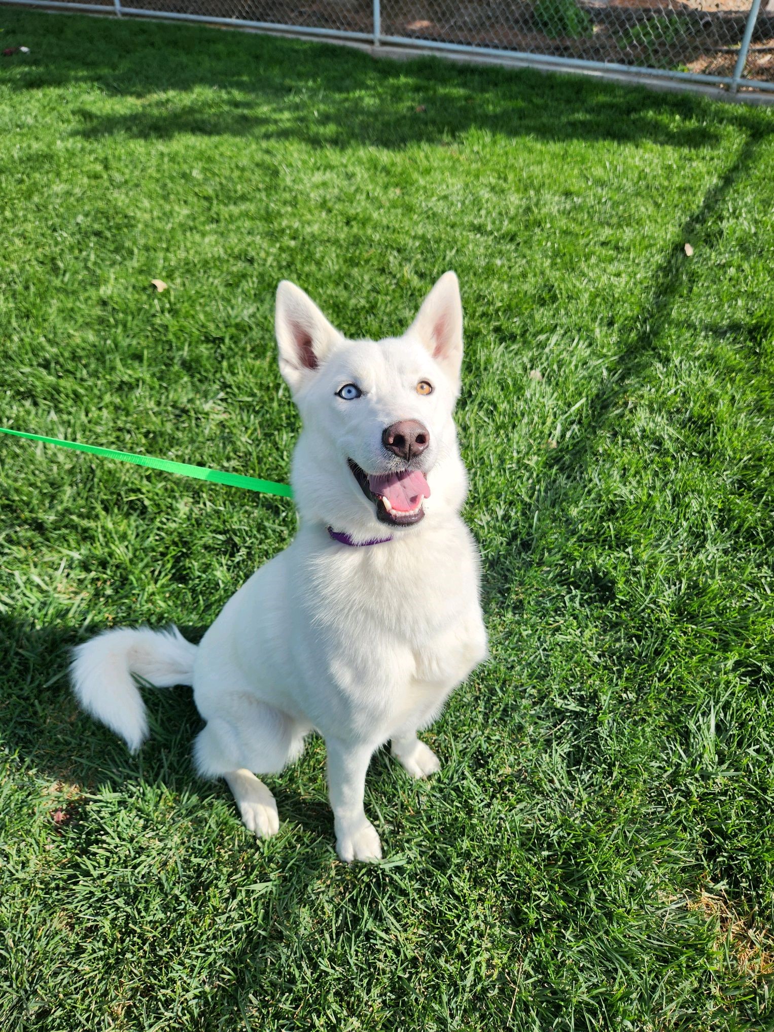 Adopt Nova Dog for adoption