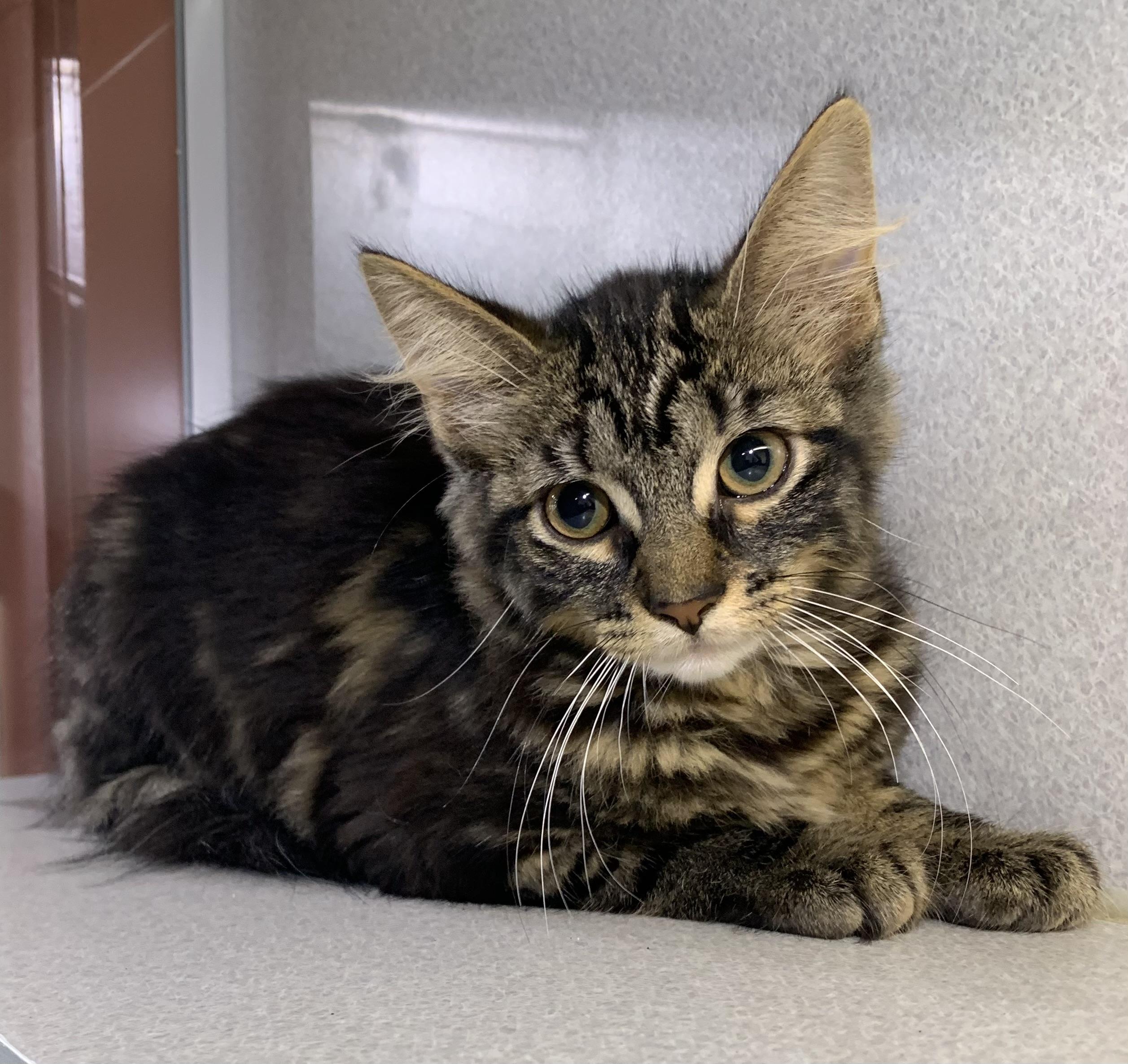 Enlarge Nutmeg, a ADOPTABLE mixed breed in Massena, NY image 1/1