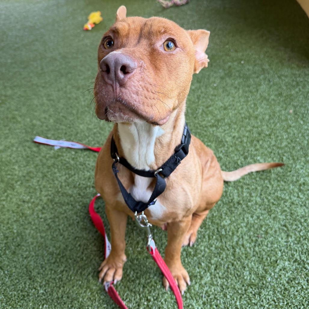 Ivy, Adoptable, Adult Female Pharaoh Hound & Mixed Breed.