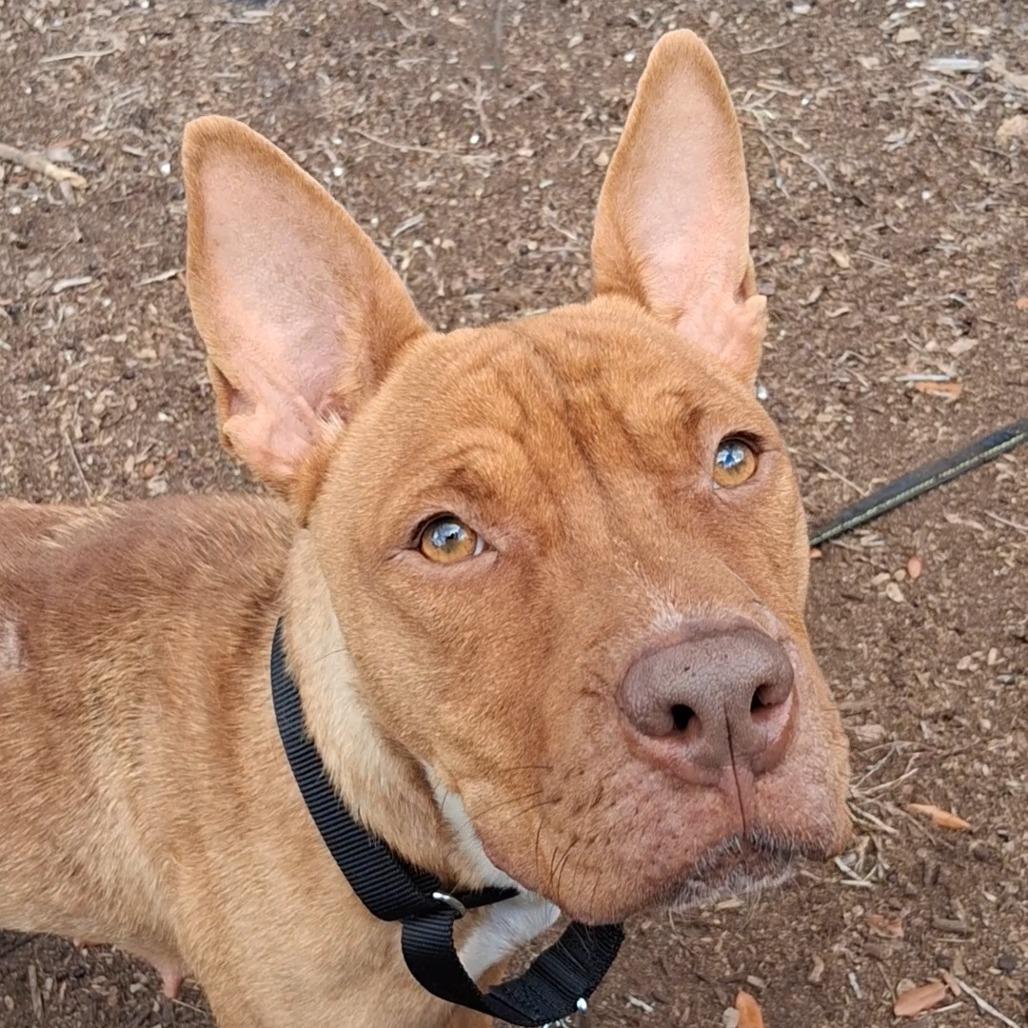 Enlarge Ivy, a Adoptable mixed breed in West Palm Beach, FL image 2/6