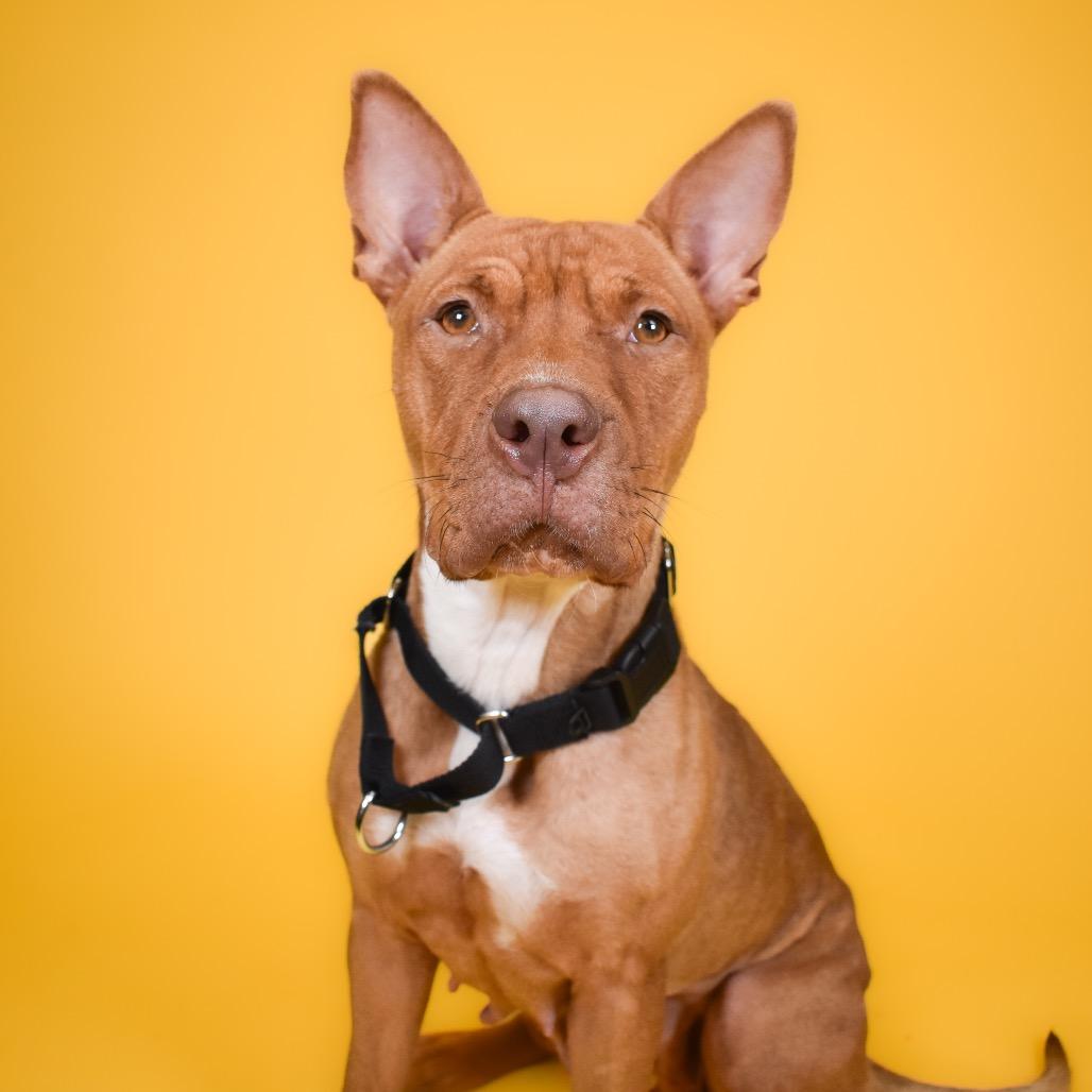 Enlarge Ivy, a Adoptable mixed breed in West Palm Beach, FL image 3/6