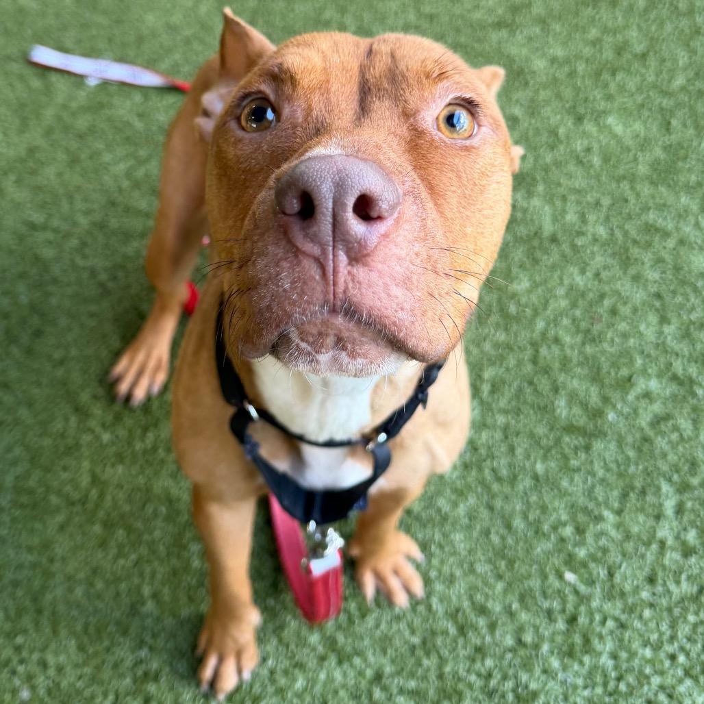 Enlarge Ivy, a Adoptable mixed breed in West Palm Beach, FL image 4/6