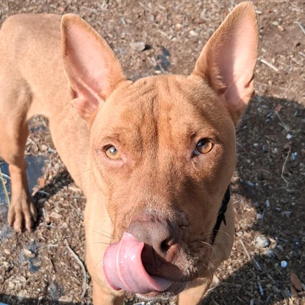 Enlarge Ivy, a Adoptable mixed breed in West Palm Beach, FL image 5/6