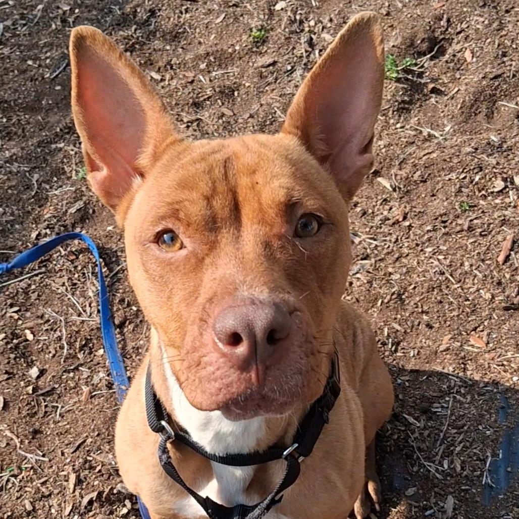 Enlarge Ivy, a Adoptable mixed breed in West Palm Beach, FL image 6/6