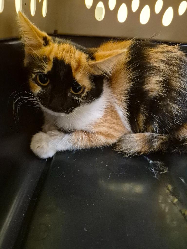 PIXEL, Adopted, Kitten Female Domestic Short Hair.
