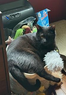 MacPherson Strut of the Auto Parts (aka Mac), ADOPTABLE, Adult Male Domestic Short Hair.
