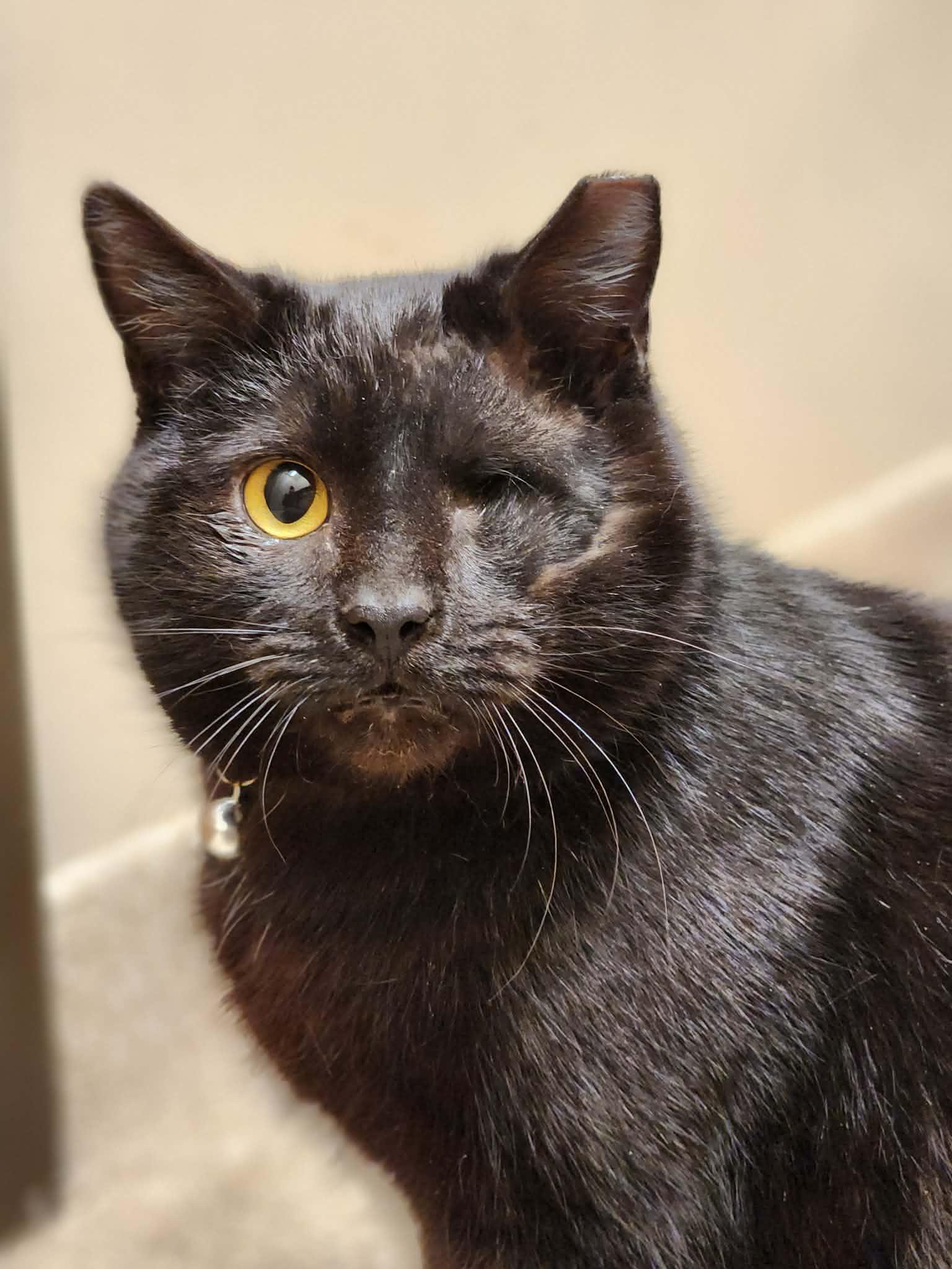 MacPherson Strut of the Auto Parts (aka Mac), a ADOPTABLE Domestic Short Hair in Sterling, VA image 2/6