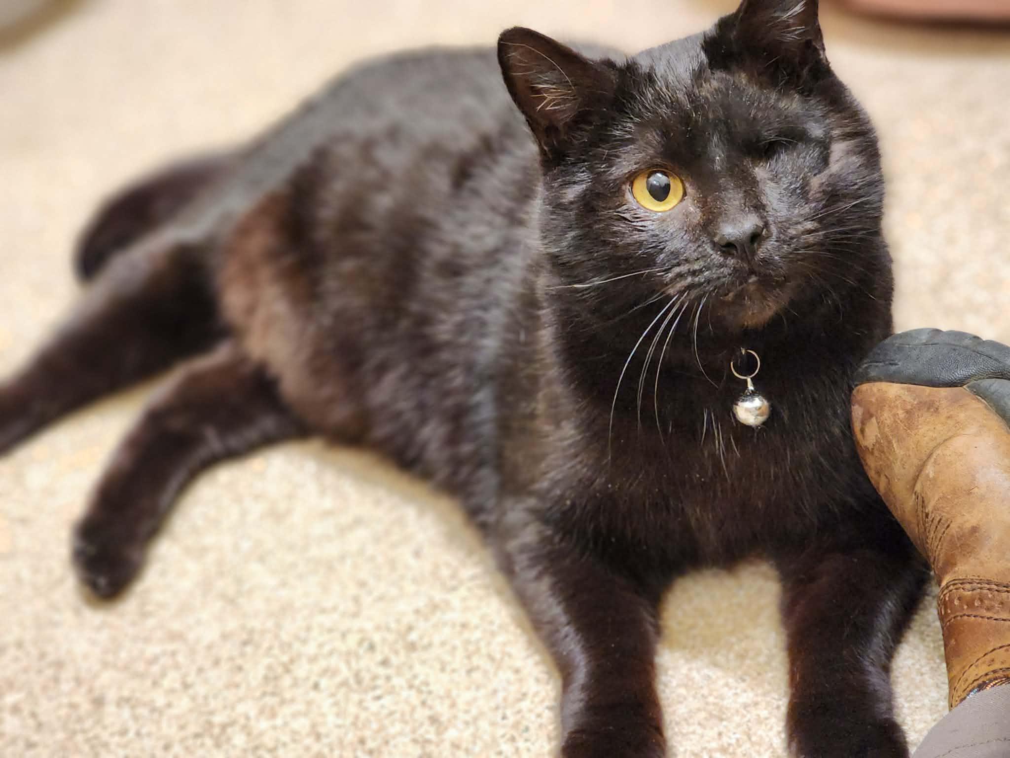 MacPherson Strut of the Auto Parts (aka Mac), a ADOPTABLE Domestic Short Hair in Sterling, VA image 3/6