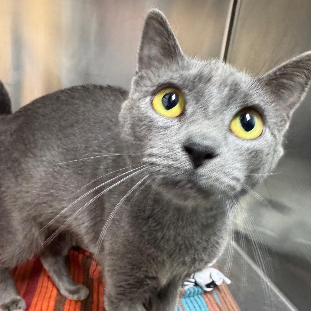 Enlarge Darea, a Adoptable Domestic Short Hair in Ridgely, MD image 1/2