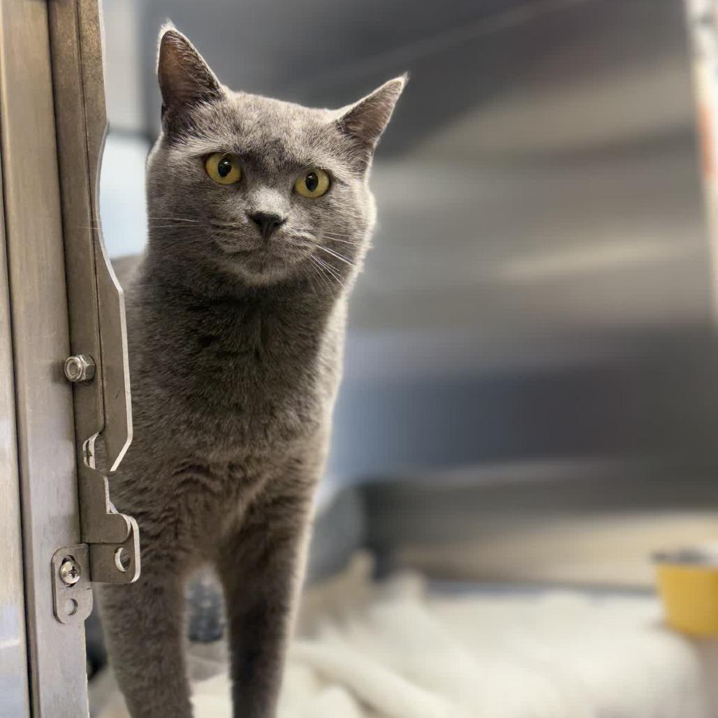 Enlarge Darea, a Adoptable Domestic Short Hair in Ridgely, MD image 2/2