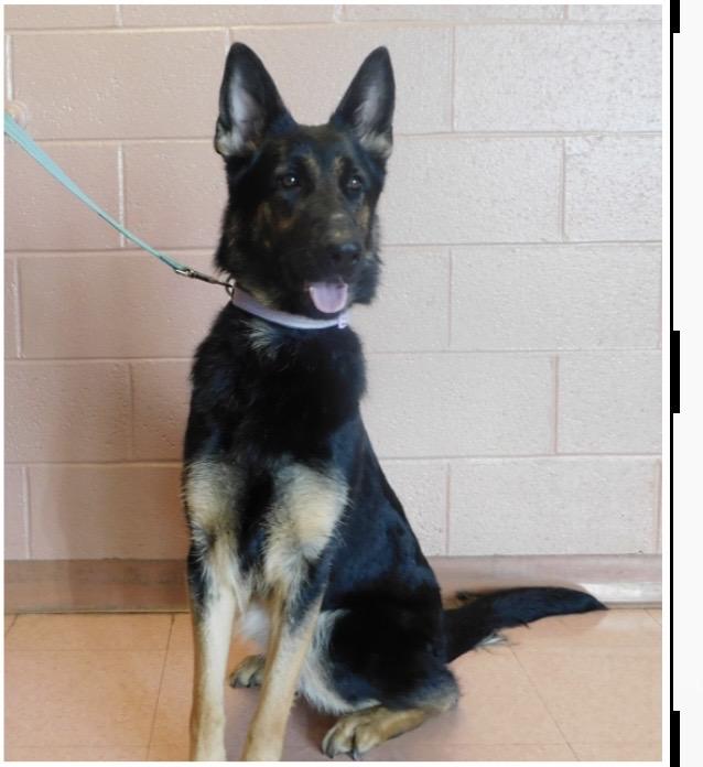Ava, ADOPTABLE, Young Female German Shepherd Dog.
