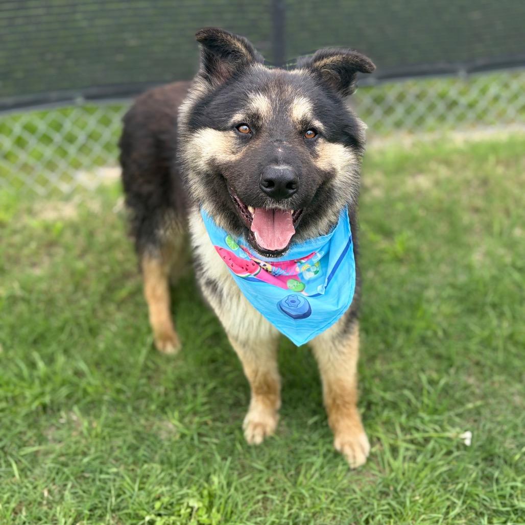 RIDGE 26-04-124, Adoptable, Adult Male German Shepherd Dog.