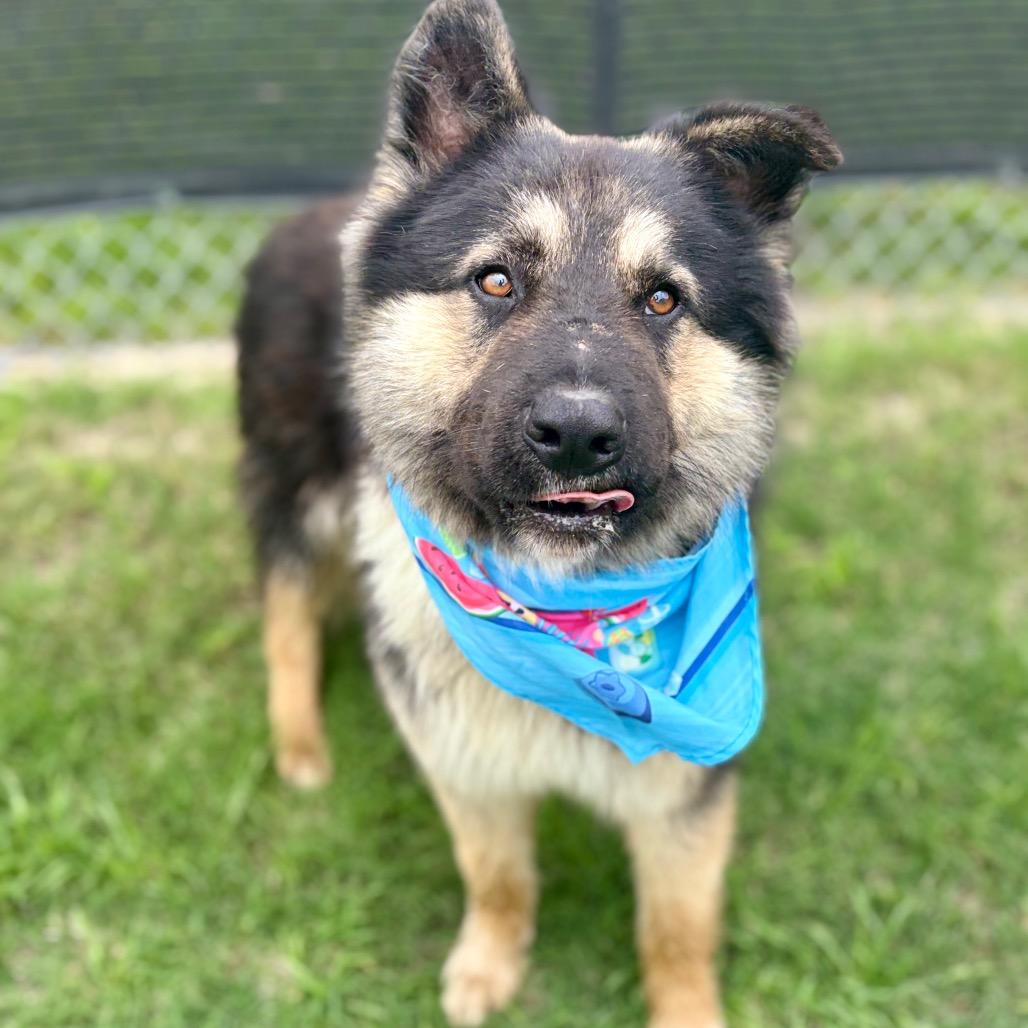 Enlarge RIDGE 26-04-124, a Adoptable German Shepherd Dog in Bastrop, TX image 2/5
