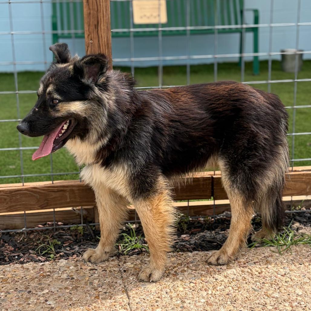 Enlarge RIDGE 26-04-124, a Adoptable German Shepherd Dog in Bastrop, TX image 5/5