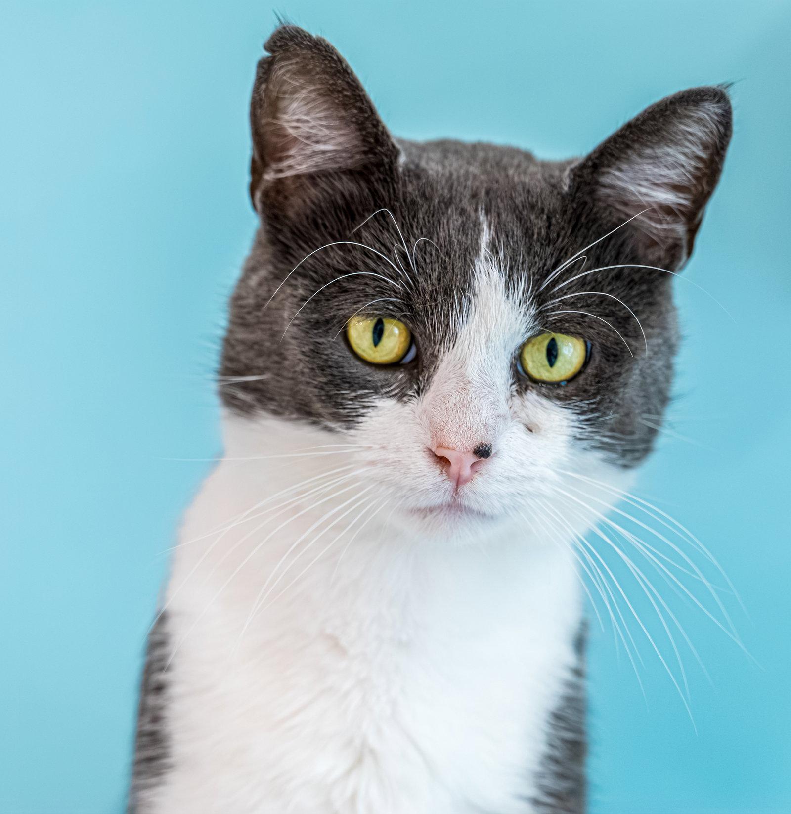 Rory - KBC, a Adopted Domestic Short Hair in Dublin, OH image 1/3