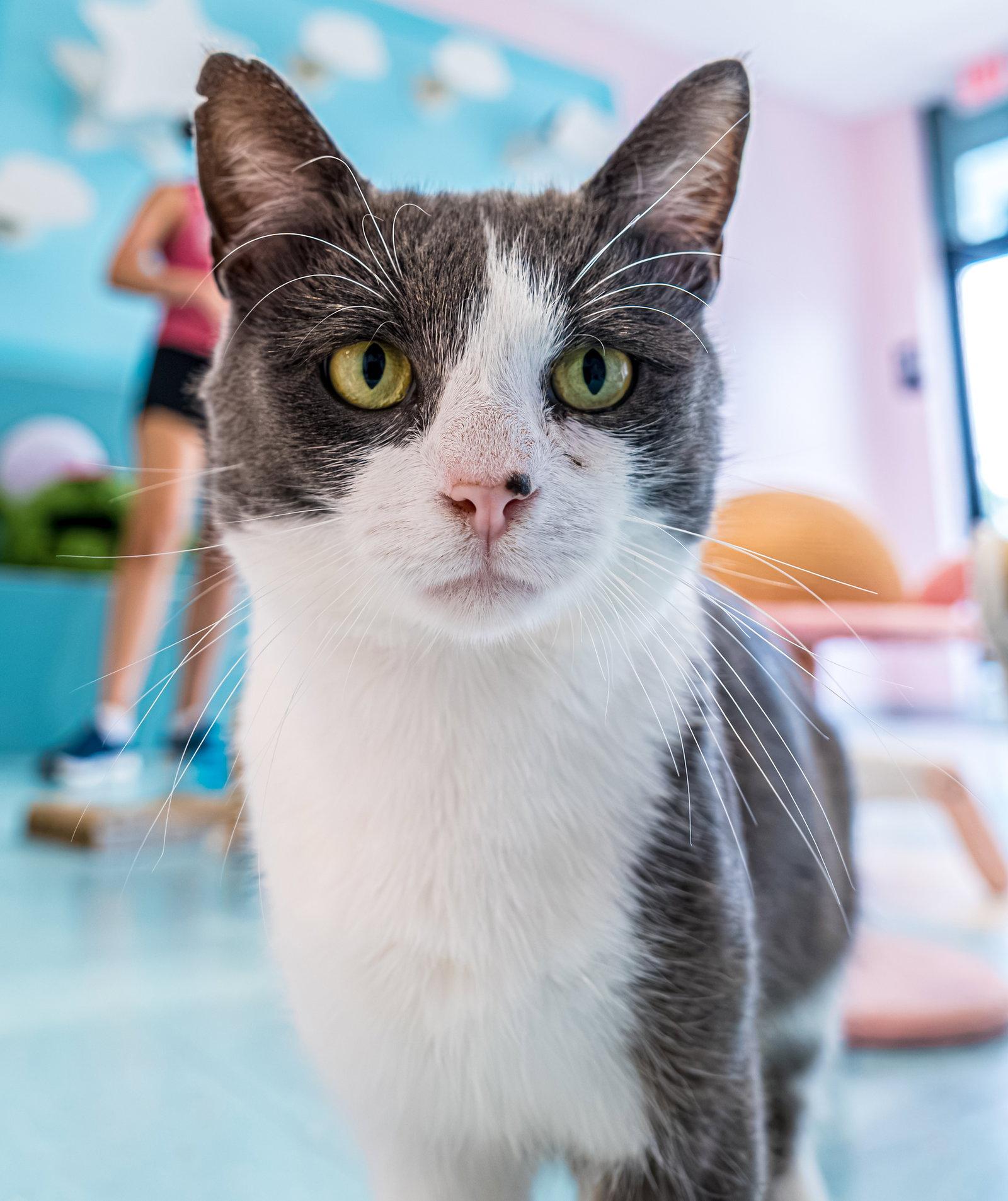Rory - KBC, a Adopted Domestic Short Hair in Dublin, OH image 2/3