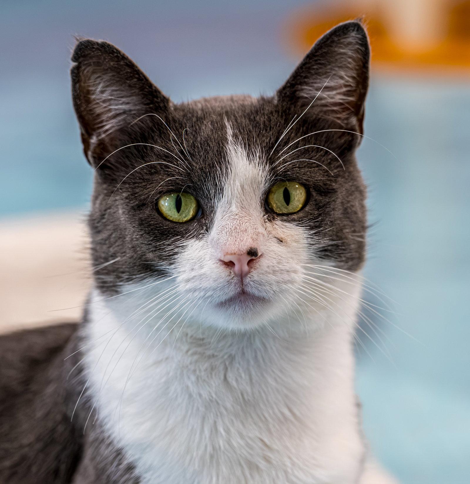Rory - KBC, a Adopted Domestic Short Hair in Dublin, OH image 3/3