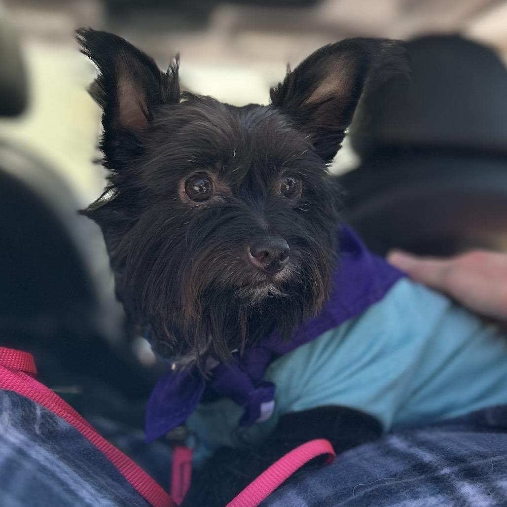 Enlarge Digby, a Adoptable mixed breed in Kansas City, MO image 1/4