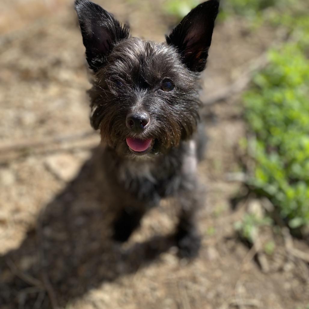 Enlarge Digby, a Adoptable mixed breed in Kansas City, MO image 2/4