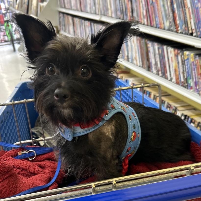 Enlarge Digby, a Adoptable mixed breed in Kansas City, MO image 3/4