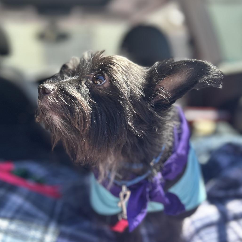 Enlarge Digby, a Adoptable mixed breed in Kansas City, MO image 4/4