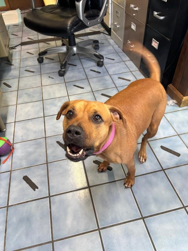Enlarge Alikira, a Adoptable mixed breed in Cortland, NY image 1/6