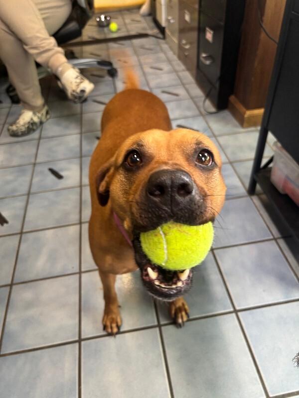 Alikira, Adoptable, Young Female Rhodesian Ridgeback & Mixed Breed.