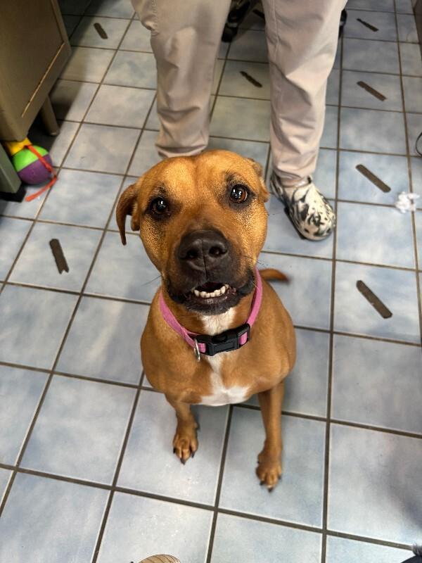 Enlarge Alikira, a Adoptable mixed breed in Cortland, NY image 2/6
