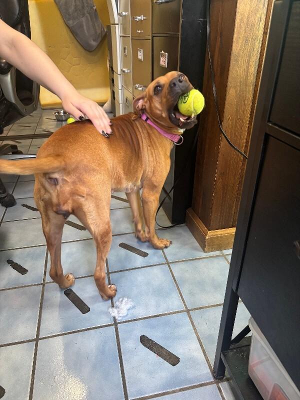 Enlarge Alikira, a Adoptable mixed breed in Cortland, NY image 3/6