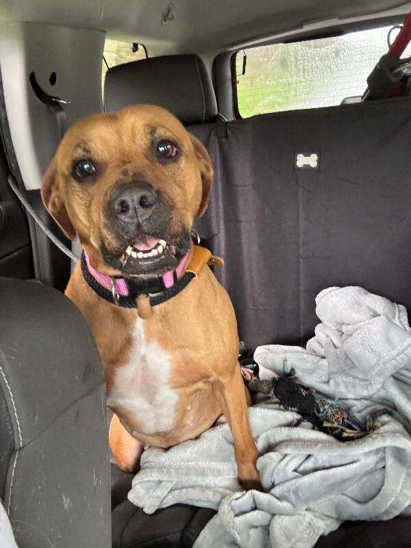 Enlarge Alikira, a Adoptable mixed breed in Cortland, NY image 4/6