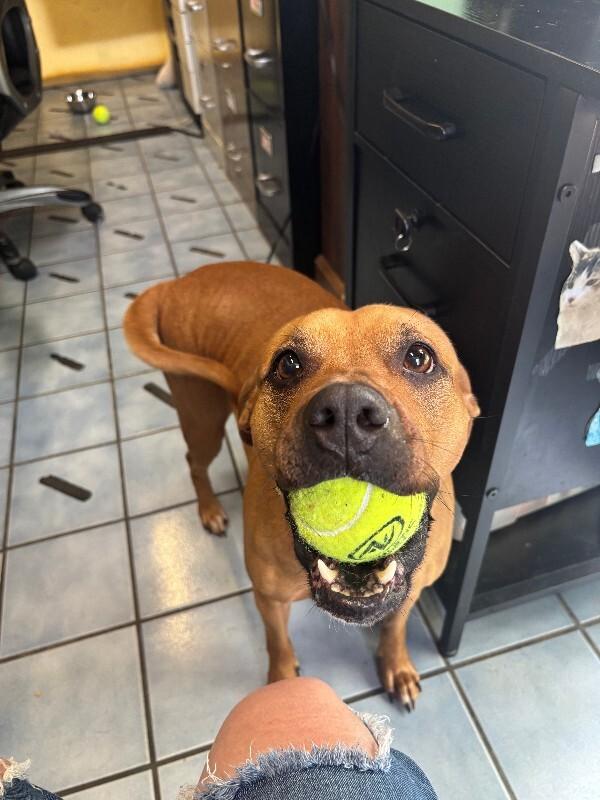 Enlarge Alikira, a Adoptable mixed breed in Cortland, NY image 5/6