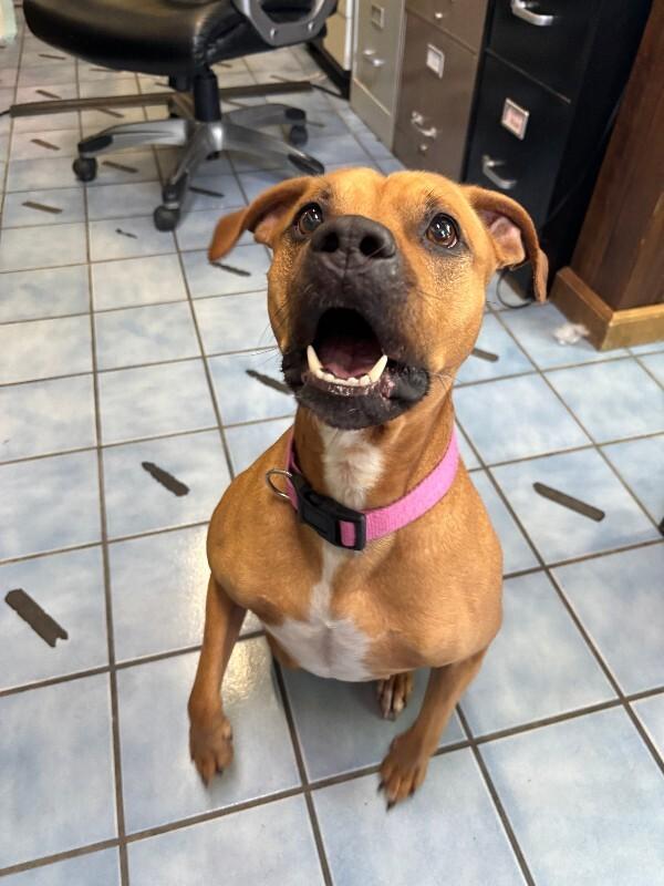 Enlarge Alikira, a Adoptable mixed breed in Cortland, NY image 6/6