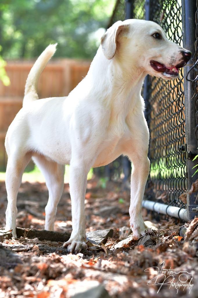 Waffles, Adoptable, Puppy Male Labrador Retriever.