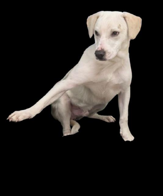 Enlarge Waffles, a Adoptable Labrador Retriever in Little Rock, AR image 2/2