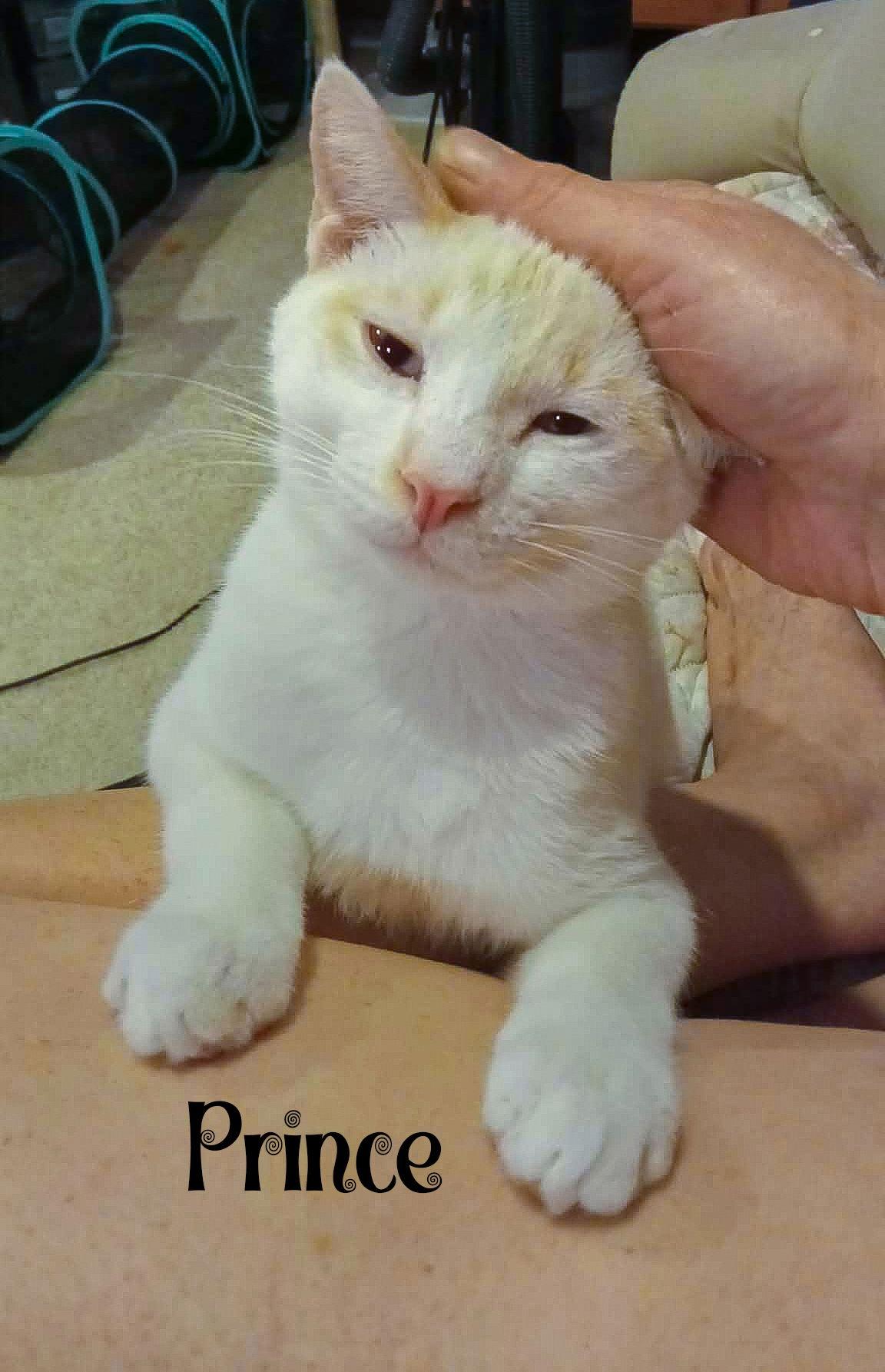 Prince, Adoptable, Adult Male Domestic Short Hair.