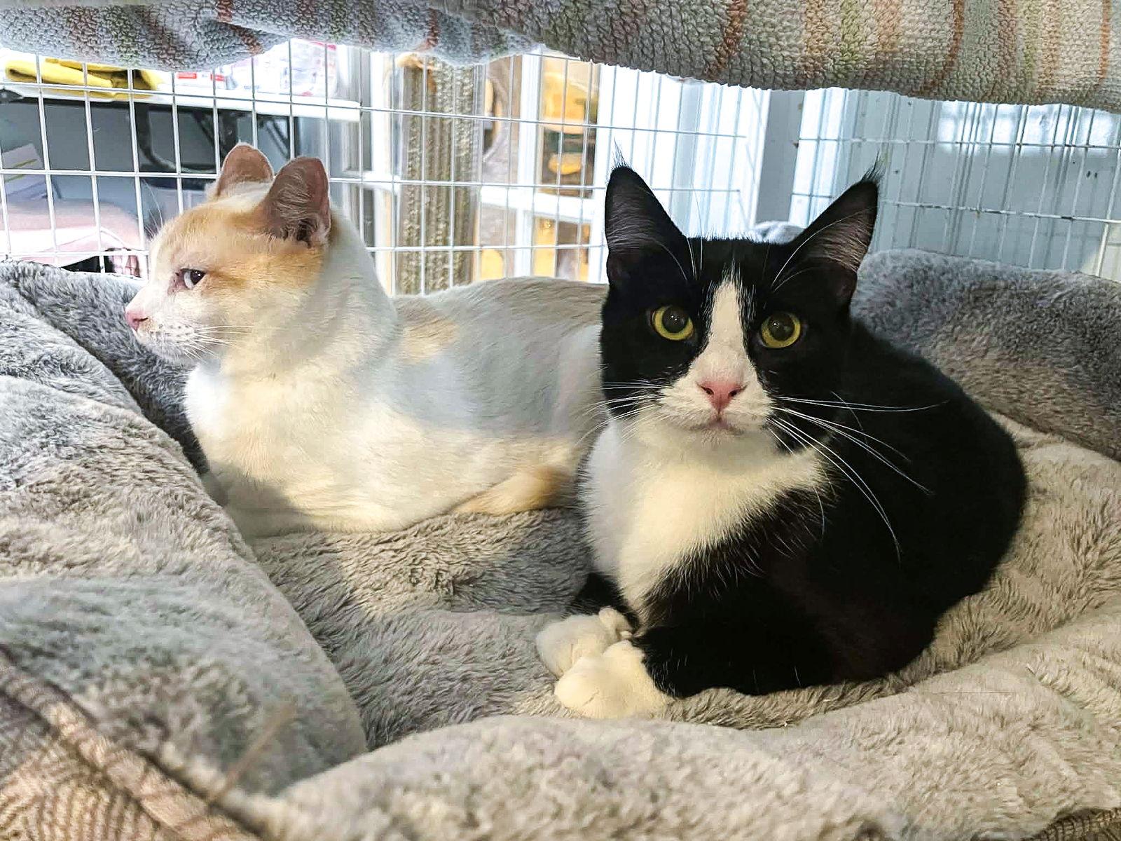 Prince, a Adoptable Domestic Short Hair in Flint Hill, VA image 2/2