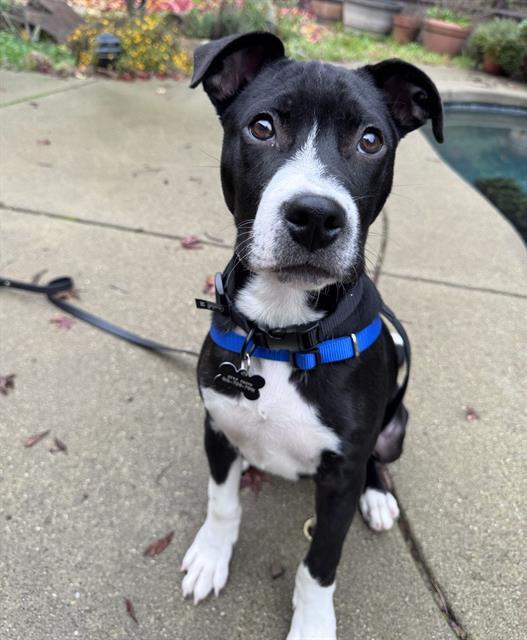 TUG BOAT, Adoptable, Puppy Male Pit Bull Terrier.