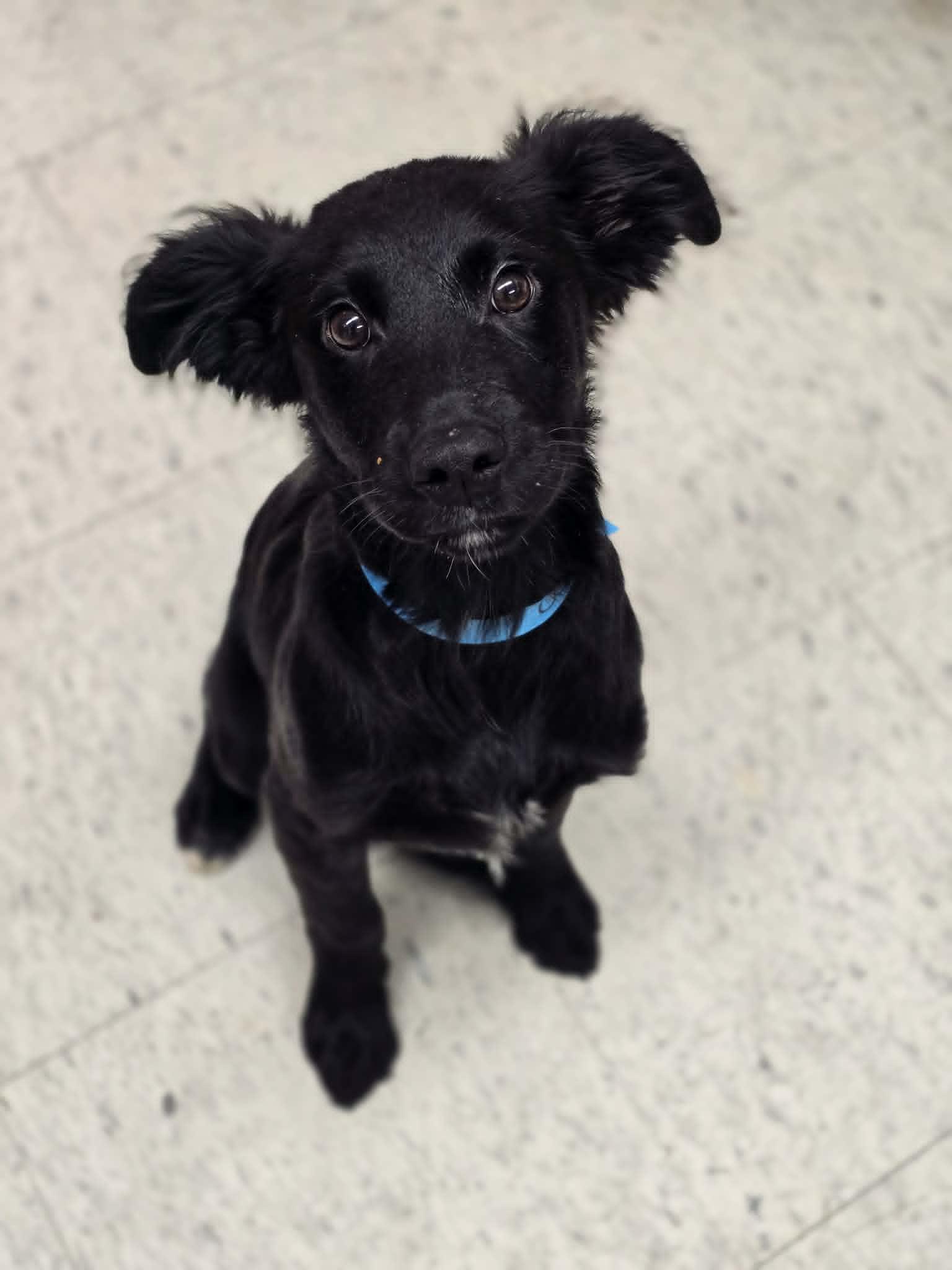 Moon, adopted, Puppy Male Border Collie & Mixed Breed.