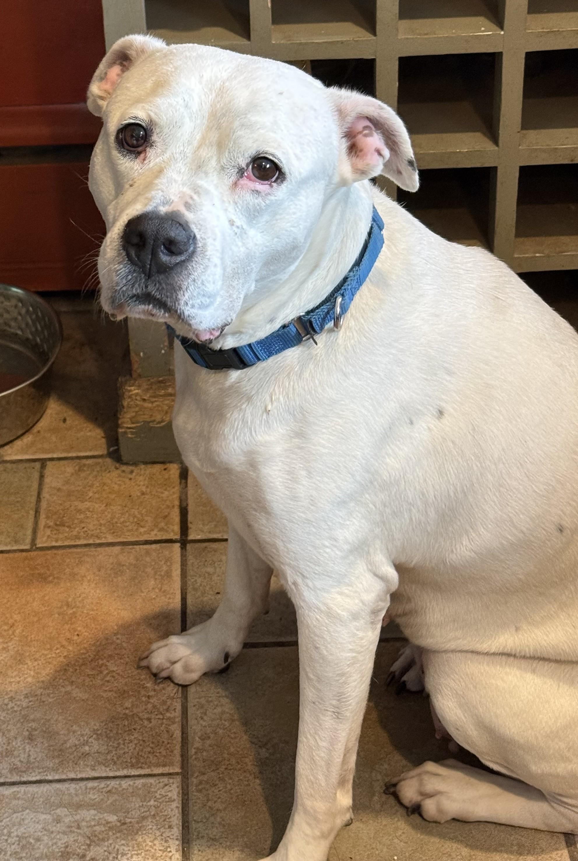 Rosie Happy Girl, Uncomplicated and Very Loving. Nanny Doggie Alert photo