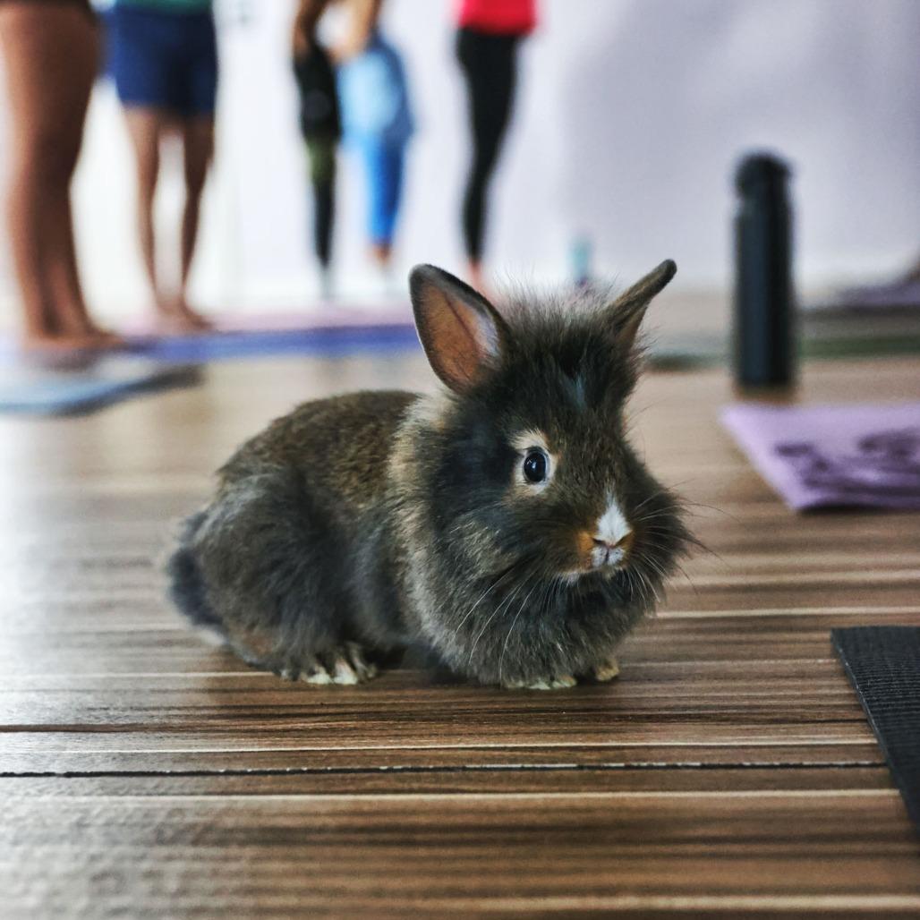 Almond Joy, Adoptable, Young Male Lionhead.