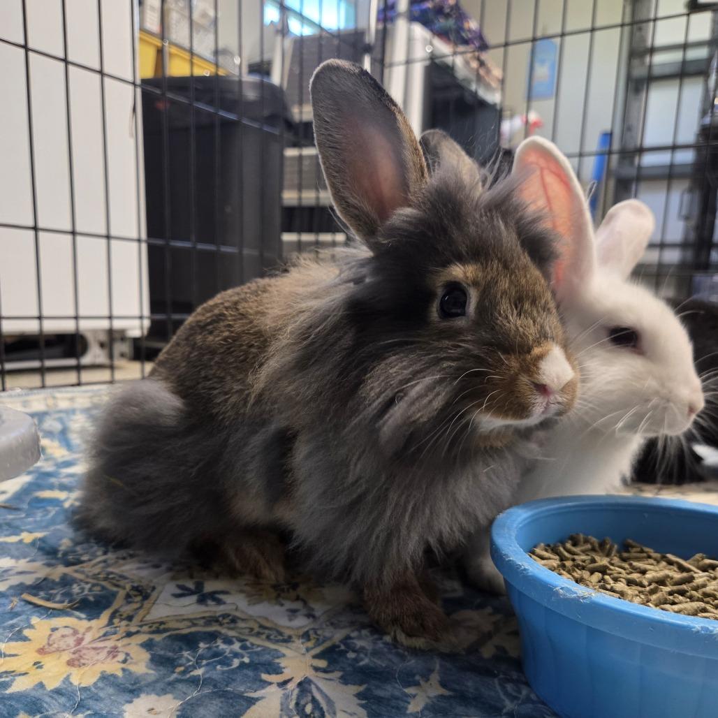 Enlarge Almond Joy, a Adoptable Lionhead in Hilliard , FL image 4/5