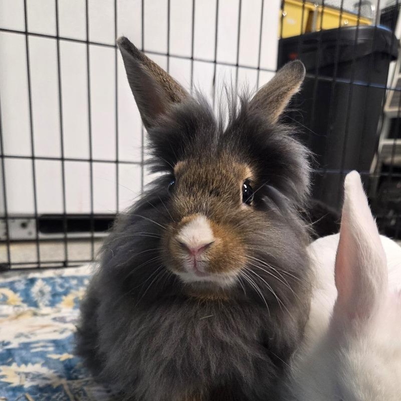 Almond Joy, Adoptable, Young Male Lionhead.